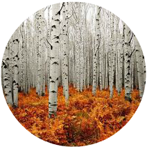 fall birch